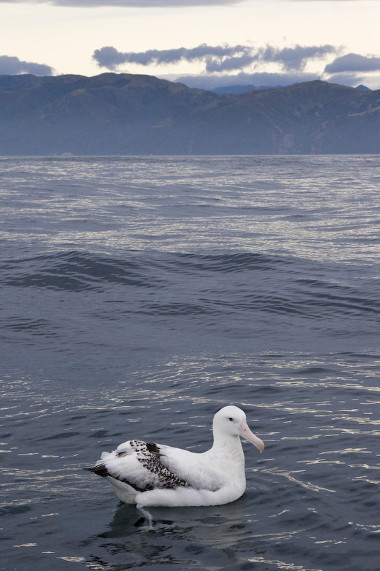 Wandering Albatross